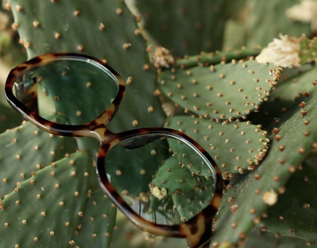 Tortoise sunglasses on cactus